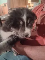 Lightning, a male Siberian Husky and Golden Retriever for sale in Antigo, WI – Photo 5 of 6