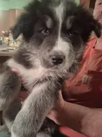Lightning, a male Siberian Husky and Golden Retriever for sale in Antigo, WI – Photo 6 of 6