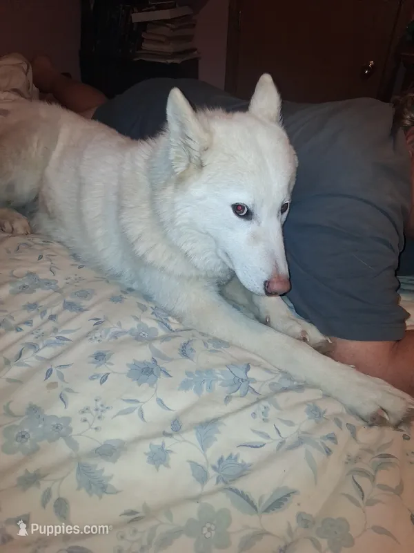 Blizzard – Siberian Husky puppy for sale in Antigo, WI