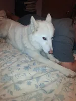 Blizzard, a male Siberian Husky for sale in Antigo, WI – 1 of 5