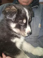 Lightning, a male Siberian Husky and Golden Retriever for sale in Antigo, WI – Photo 4 of 8