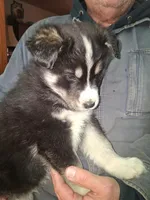 Lightning, a male Siberian Husky and Golden Retriever for sale in Antigo, WI – Photo 7 of 8