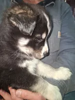 Lightning, a male Siberian Husky and Golden Retriever for sale in Antigo, WI – Photo 6 of 8