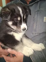 Lightning, a male Siberian Husky and Golden Retriever for sale in Antigo, WI – Photo 8 of 8