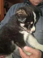 Lightning, a male Siberian Husky and Golden Retriever for sale in Antigo, WI – Photo 3 of 8