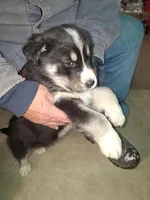 Lightning, a male Siberian Husky and Golden Retriever for sale in Antigo, WI – Photo 2 of 8