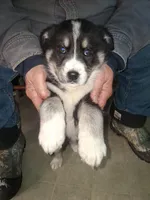 Lightning, a male Siberian Husky and Golden Retriever for sale in Antigo, WI – Photo 1 of 8