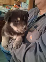 Jermo, a male Siberian Husky and Golden Retriever for sale in Antigo, WI – Photo 6 of 7