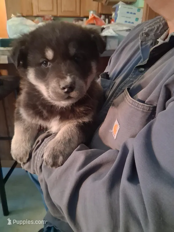 Jermo – Siberian Husky, Golden Retriever puppy for sale in Antigo, WI