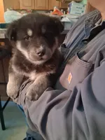 Jermo, a male Siberian Husky and Golden Retriever for sale in Antigo, WI – Photo 1 of 7