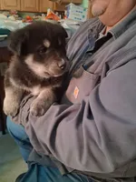 Jermo, a male Siberian Husky and Golden Retriever for sale in Antigo, WI – Photo 7 of 7