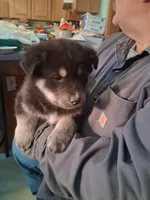 Jermo, a male Siberian Husky and Golden Retriever for sale in Antigo, WI – Photo 4 of 7