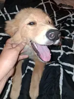 Fancy, a female Golden Retriever for sale in Antigo, WI – 3 of 10
