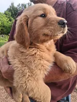 King, a male Golden Retriever for sale in Antigo, WI – 3 of 5