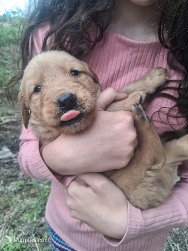Buddy – Golden Retriever puppy for sale in Antigo, WI