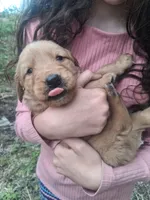 Buddy, a male Golden Retriever for sale in Antigo, WI – 1 of 5