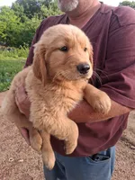 King, a male Golden Retriever for sale in Antigo, WI – 2 of 5