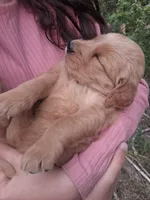 Fancy , a female Golden Retriever for sale in Antigo, WI – 1 of 6