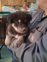 Jermo, a male Siberian Husky and Golden Retriever for sale in Antigo, WI – Photo 1 of 7