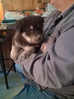 Jermo, a male Siberian Husky and Golden Retriever for sale in Antigo, WI – Photo 2 of 7