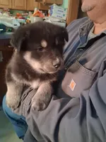 Jermo, a male Siberian Husky and Golden Retriever for sale in Antigo, WI – Photo 5 of 7