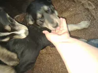 Beauty , a female Goberian for sale in Antigo, WI – Photo 2 of 4