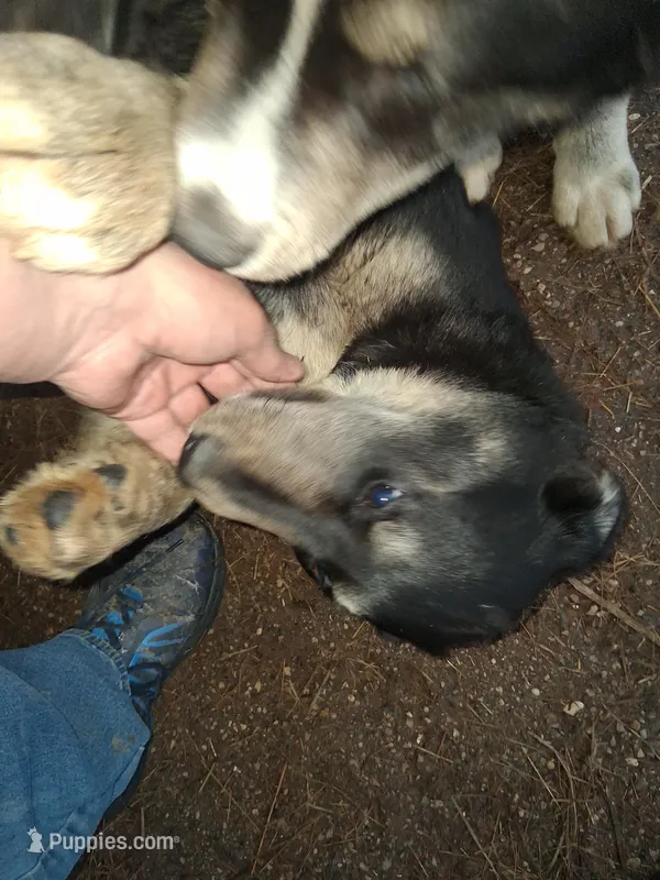 Beauty  – Goberian puppy for sale in Antigo, WI