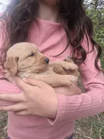 Shrimp , a female Golden Retriever for sale in Antigo, WI – 2 of 5