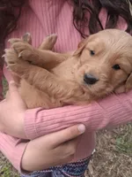 Fancy , a female Golden Retriever for sale in Antigo, WI – 4 of 6