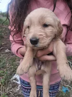 Shrimp , a female Golden Retriever for sale in Antigo, WI – 5 of 5