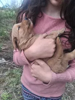 King, a male Golden Retriever for sale in Antigo, WI – 4 of 6