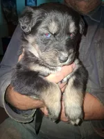 Moon, a female Siberian Husky and Golden Retriever for sale in Antigo, WI – Photo 3 of 5