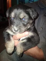 Moon, a female Siberian Husky and Golden Retriever for sale in Antigo, WI – Photo 5 of 5