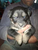 Moon, a female Siberian Husky and Golden Retriever for sale in Antigo, WI – Photo 2 of 5