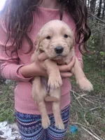 Shrimp , a female Golden Retriever for sale in Antigo, WI – 3 of 5