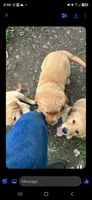 Fancy , a female Golden Retriever for sale in Antigo, WI – 3 of 3