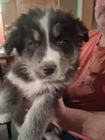 Lightning, a male Goberian for sale in Antigo, WI – Photo 2 of 3