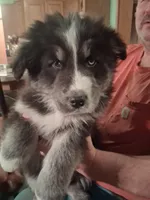 Lightning, a male Goberian for sale in Antigo, WI – Photo 1 of 3