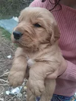 Phillip , a male Golden Retriever for sale in Antigo, WI – 2 of 4