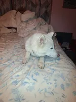 Blizzard, a male Siberian Husky for sale in Antigo, WI – 4 of 5