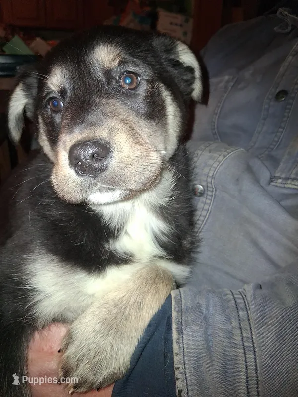 Beauty  – Siberian Husky, Golden Retriever puppy for sale in Antigo, WI