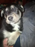Beauty , a female Siberian Husky and Golden Retriever for sale in Antigo, WI – 1 of 4