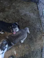 Beauty , a female Siberian Husky and Golden Retriever for sale in Antigo, WI – 2 of 4