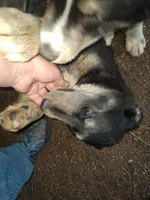 Beauty , a female Siberian Husky and Golden Retriever for sale in Antigo, WI – 3 of 4