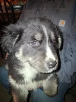 Blackie , a female Goberian for sale in Antigo, WI – Photo 6 of 6