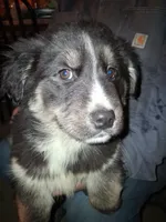 Blackie , a female Goberian for sale in Antigo, WI – Photo 3 of 6