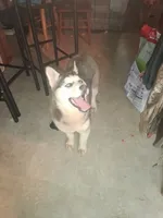 Pepper , a female Siberian Husky for sale in Antigo, WI – 2 of 2