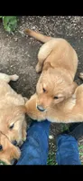 Buddy, a male Golden Retriever for sale in Antigo, WI – 5 of 6
