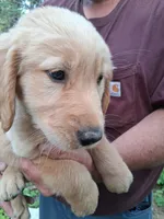 Goldie , a female Golden Retriever for sale in Antigo, WI – 2 of 5