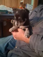 Speck, a female Goberian for sale in Antigo, WI – Photo 3 of 3